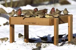 Ground Feeder with Junco's & Sparrows