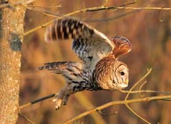 Barred Owl in flight
