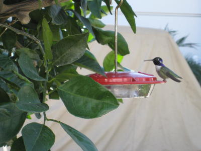 Black Chinned Hummingbird