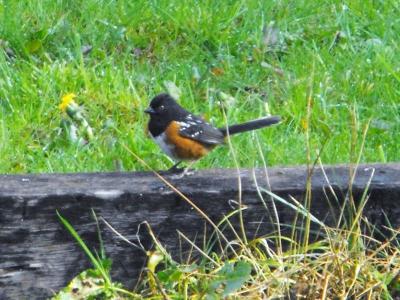 Spotted Towhee