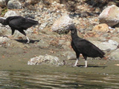 vultures on the beach in Mexico
