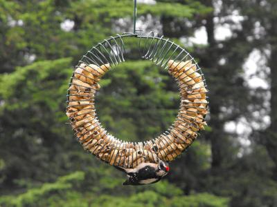 Downy Wodpecker at Peanut Feeder