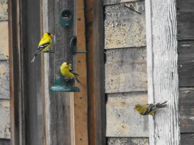American Goldfinches