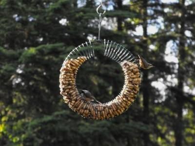 Nuthatch at Peanut Ring Feeder