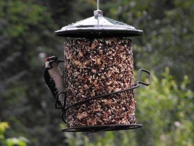 Downy Woodpecker at Seed Cylinder
