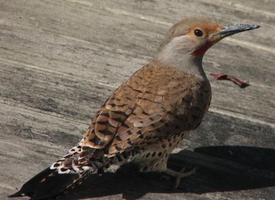 Northern Flicker