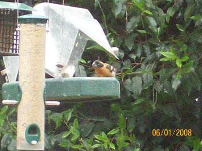 Black Headed Grosbeak