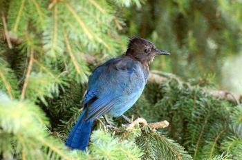 Stellar's Jay