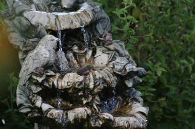 Hummingbird bathing in fountain