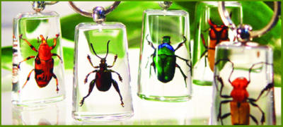 Real Insect Jewellery