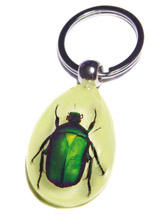 Real Insect Jewellery