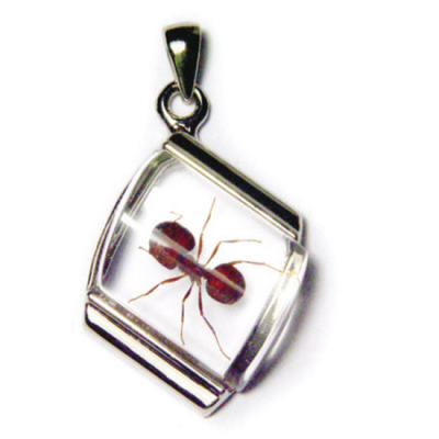 Real Insect Jewellery