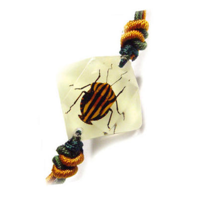 Real Insect Bracelets & necklaces