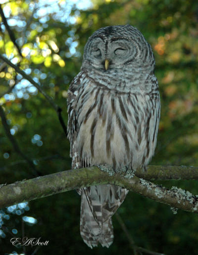 Barred Owl in Elizabeth's back yard