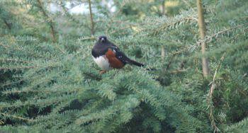 Towhee