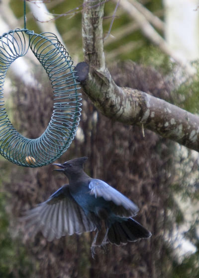 Stellar's Jay at Peanut Feeder