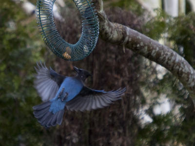 Steller's Jay