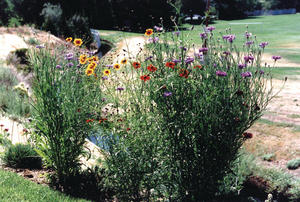 Wildflower Seed to Attract Hummingbirds