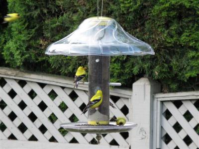 Goldfinch on Quick-Clean Finch Feeder