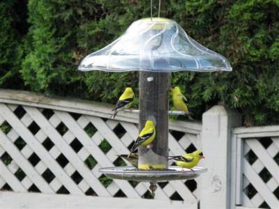 Goldfinch on Quick-Clean Finch Feeder