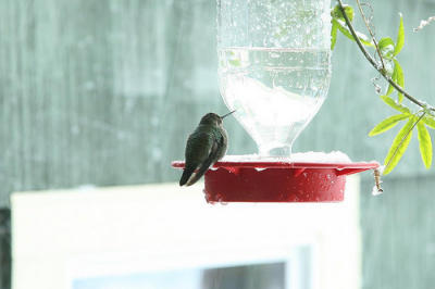 Female Anna's Hummingbird on a snow day