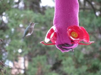 When should hummingbird feeders be taken down in winter?