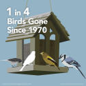 Save the Songbirds